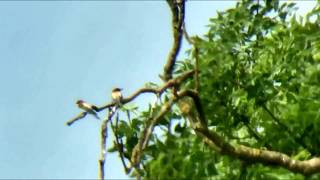 Bee Eatereastleake030717 15