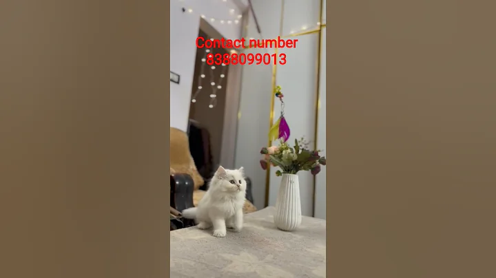Video 11603041: persiancat persians, persiancat cat kitten, persian kittens low