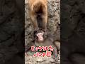 #がんばれパンチ #monkey #パンチくん #市川市動植物園 #babymonkey #パンチ君 #animals#japan
