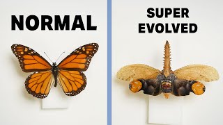What are Super-Evolved Butterflies?