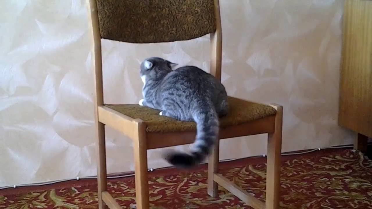 Cats doing sports - Funny compilation