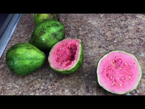 how-to-make-fresh-pink-guava-juice