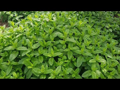 فيديو: النعناع البري: ما الغرض منه ، أين ينمو ، وصف النبات ، ميزات التطبيق ، هل يمكن زراعته في المنزل ، الصورة