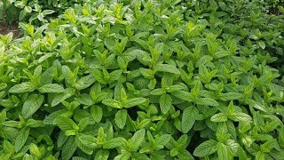 سر نجاح زراعة النعناع في البيت | Mentha