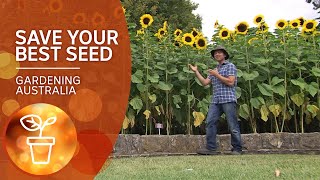 How to select and save the best seeds for great crops every year