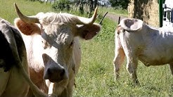 Une femme chef du troupeau   La ferme de Lignières