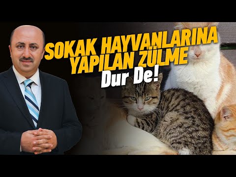 Sokak Hayvanları Hakkında Duygusal Konuşma  | Ömer Döngeloğlu