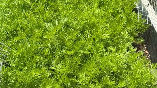 Organic outdoor garden for beginners #promix #organicfarming #earthbox #cannacommunity 