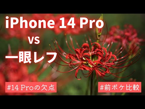 【要注意】iPhone 14 Proと一眼レフ カメラ性能 前ボケ比較 彼岸花の撮影でiPhone 14 Proの欠点が明らかに