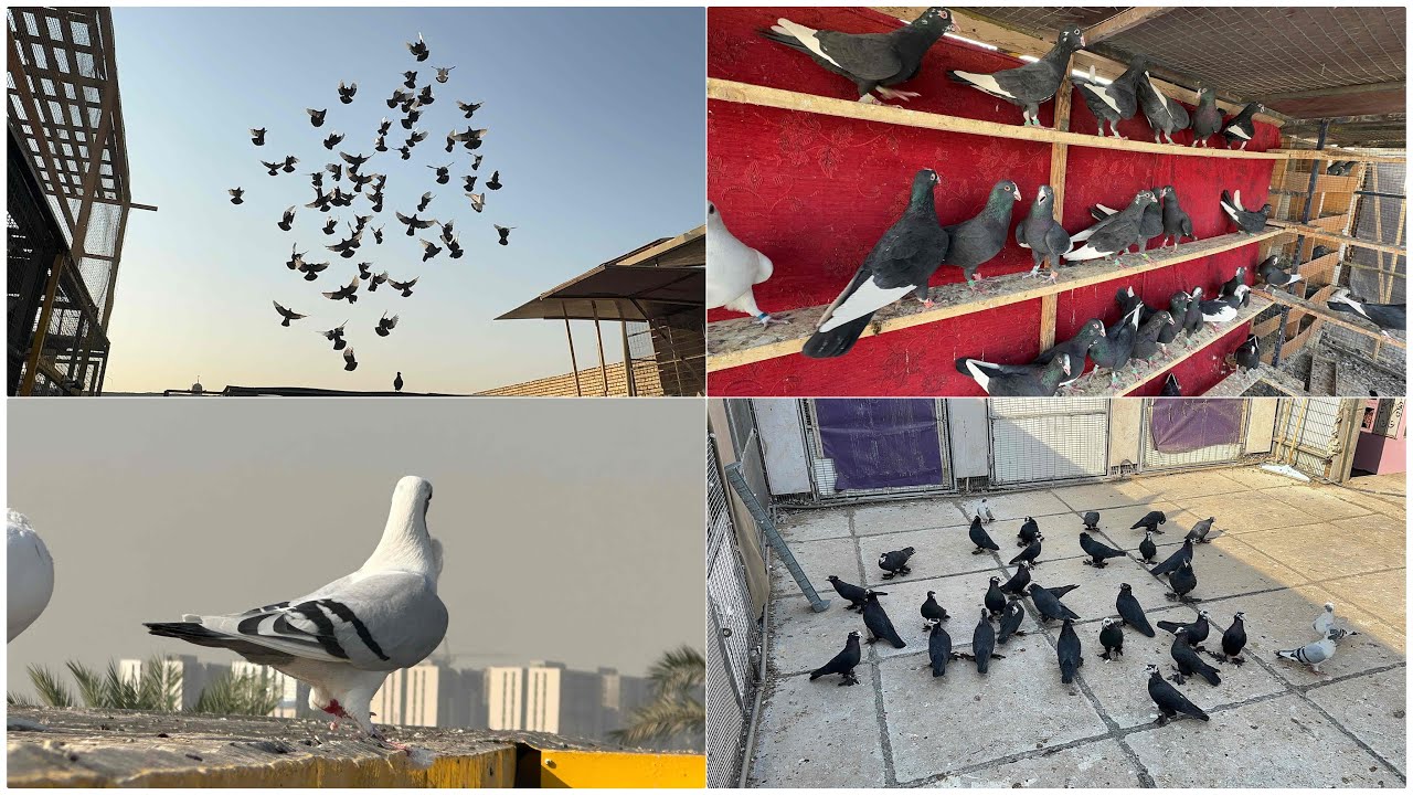 فلشت القفص ل اخير😍فصل الشوامل 😍بس خرب🥹🥹🥹