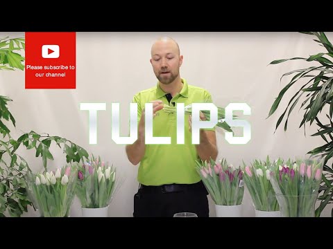 Video: Arahan Menyiram Bunga Tulip - Ketahui Mengenai Keperluan Menyiram Tulip