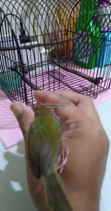 Perkembangan Prenjak Lumut Paud Jantan 100% || Membedakan Prenjak Lumut Muda #prenjaklumut