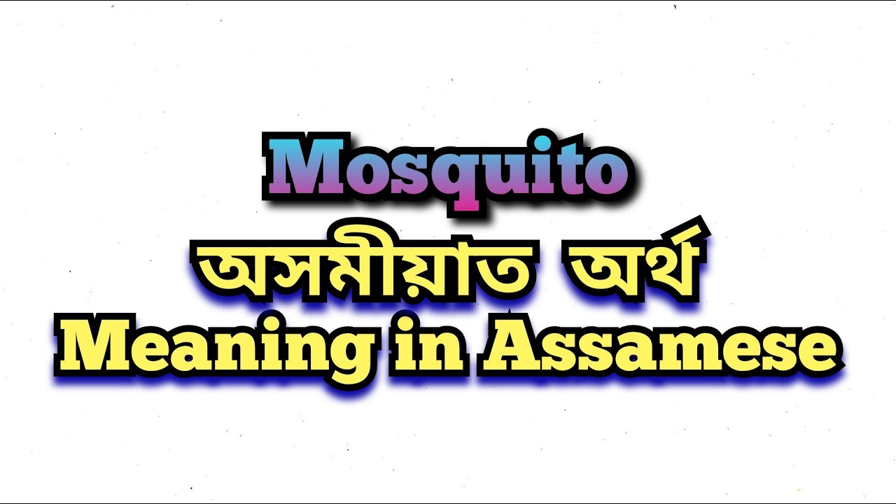 mosquito-meaning-in-assamese-mosquito-mosquito-mane