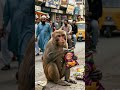 Monkey eating chips.     #FunnyMonkey #TalkingAnimal #ViralShorts #Shorts #AIVideo #FunnyReels