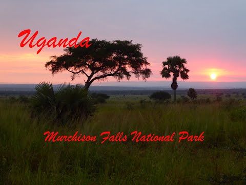 Video: Murchison Falls National Park, Oeganda: de complete gids