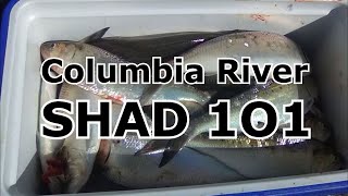 Columbia River Shad 101