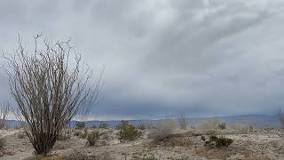 Desert Ocotillos Dance in the Wind by Divine Desert Destination 8 views 3 months ago 58 seconds