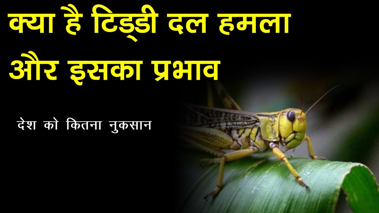 क्या है टिड्डी दल का हमला और इसके प्रभाव || Ns 24 Classes - YouTube
