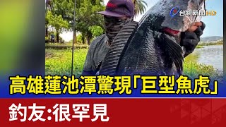 高雄蓮池潭驚現「巨型魚虎」 釣友：很罕見