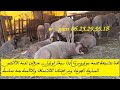 خروف عيد الأضحى المبارك عند محمد موذروس ببني سيدال الجبل 27 05 2024 الجودة والثمن المناسب 0623295518 خروف عيد الأضحى المبارك عند محمد موذروس ببني سيدال الجبل 27 05 2024 الجودة والثمن المناسب 0623295518