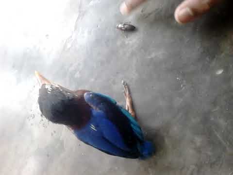 Cara Melatih Anakan Burung Tengkek Udang Makan Sendiri Youtube