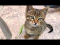 Homeless tabby kitten purring seeks attention, very cute