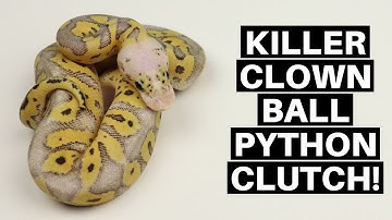 Killer Clown Ball Python Clutch Out Of The Eggs! - Benjamin