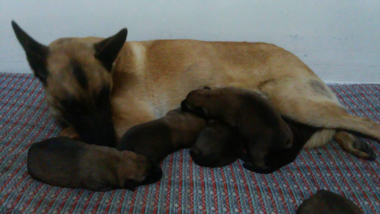 belgian malinois newborn puppies