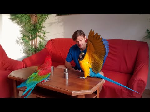 Video: Můžou papoušci jíst okurku?