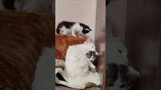 Caring mother cat and her cute kittens. #kitten #cat #kittens #cats