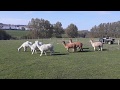 Anitas Alpacas - Spring Grass Apathy!