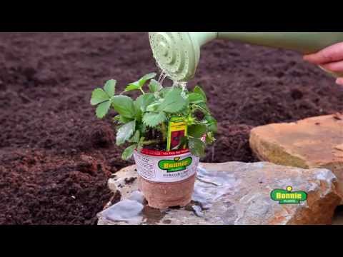 Wideo: Jakie są aromaty truskawek – Aromaty Truskawka Przewodnik po roślinie i pielęgnacji