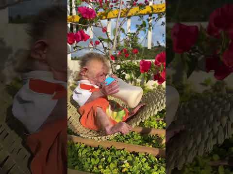قرد يرضع حليب قرد يشرب حليب قرد صغير قرد كيوت قرود قرد لطيف تربية القرود حليب 