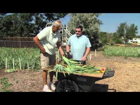 Video: Dividing Outdoor Amaryllis - Quando dividere le piante di amaryllis in giardino