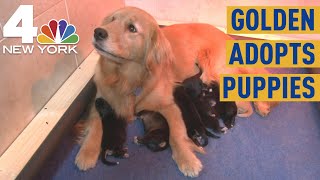 NY Golden Retriever Adopts Puppies Abandoned by Their Mom | Clear The Shelters