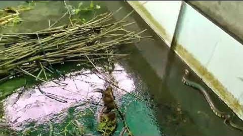 rắn ri voi ri cá. bến tre