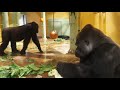 ゴリラたちの様子20210902屋内/Gorillas indoors, taken on September 2, 2021.