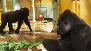 ゴリラたちの様子20210902屋内/Gorillas indoors, taken on September 2, 2021.