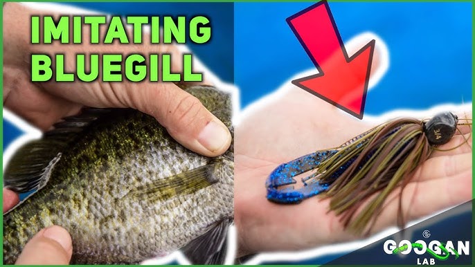 HOW TO Fish a Lizard! ( BASS FISHING TIPS ) 