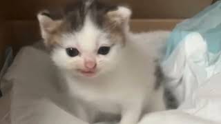 Download Lagu German Cat Meme Original MP3