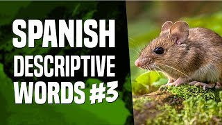 Learn Spanish Vocabulary: Description Words (Part III) - Lesson #92 | OUINO.com