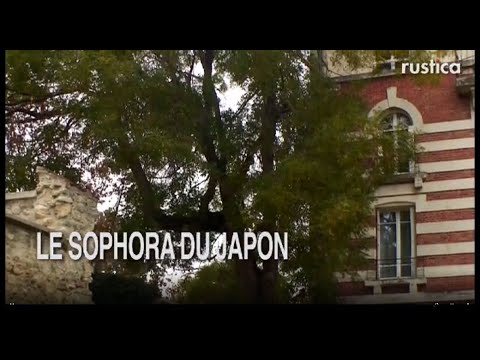 Video: Japonská Sophora (rostlina) - Léčivé Vlastnosti A Kontraindikace, Použití Japonské Tinktury Sophora