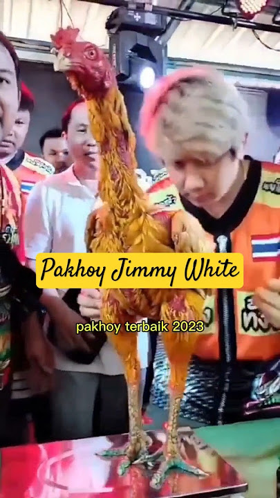 Ayam Pakhoy Jimmy White #hobiayam #ayambangkokindinesia #ayampama #ayampakoy