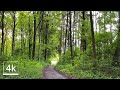 Relaxing Forest Walk in Aachen -Nature Sound for Sleep and Study (4k 60fps)