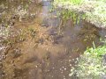 Artesian Well - Natural Spring Feeding Out Fresh Water Artesian Well - Natural Spring Feeding Out Fresh Water