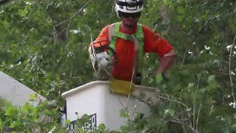 What To Do When Trees are On Your Power Lines