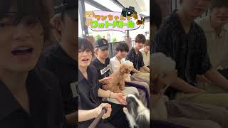 Lil かんさい official【ワンちゃんとベストフォト選手権】可愛くてサイコー🐶