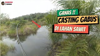 BERBURU GABUS DI SAAT LAHAN SAWIT MULAI SURUT