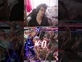 Je deviens fou aprs lavoir battu   tekken8  franais twitch gaming shorts