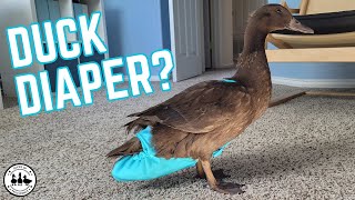 Duck Diaper 101: How To Diaper Your Duck For A Clean House